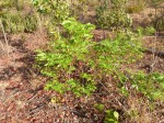 Copaifera baumiana