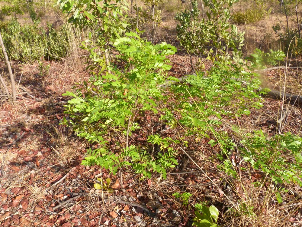 Copaifera baumiana