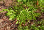 Copaifera baumiana