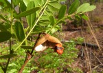 Copaifera baumiana