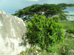 Dialium angolense