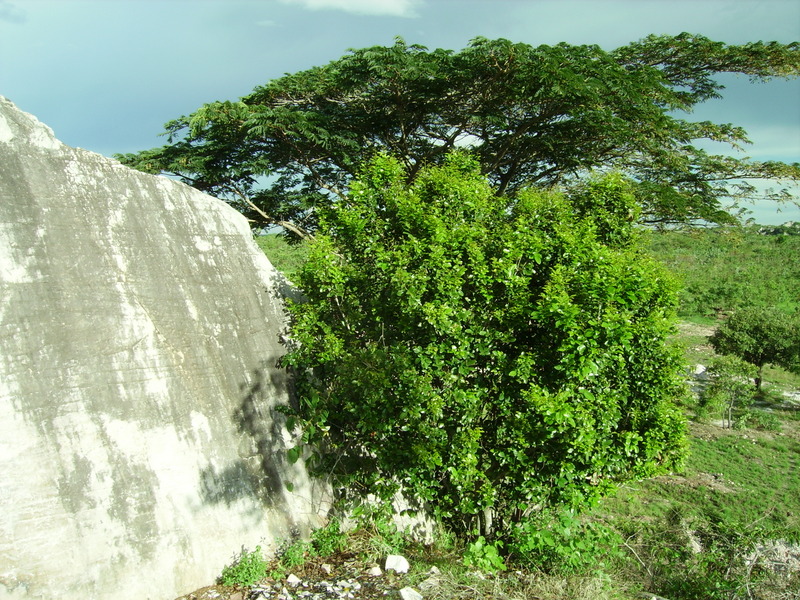 Dialium angolense