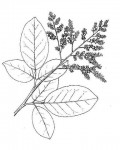 Dialium angolense