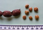 Cathormion altissimum var. altissimum