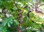 Cathormion altissimum var. altissimum