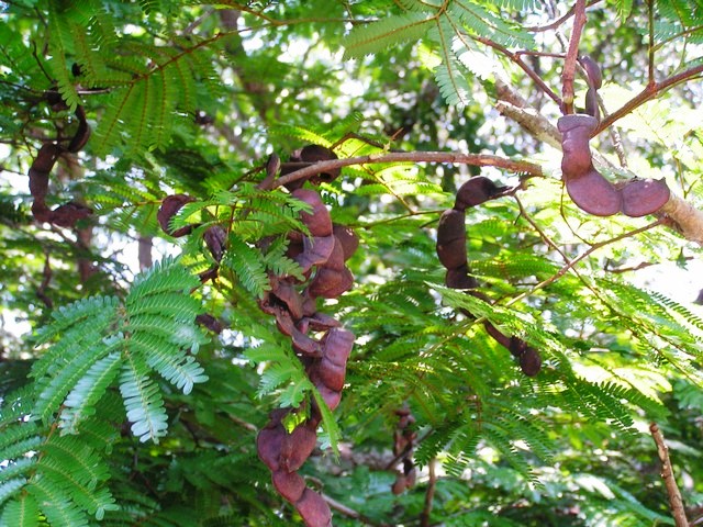 Cathormion altissimum var. altissimum
