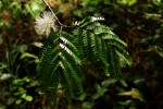Cathormion altissimum var. altissimum