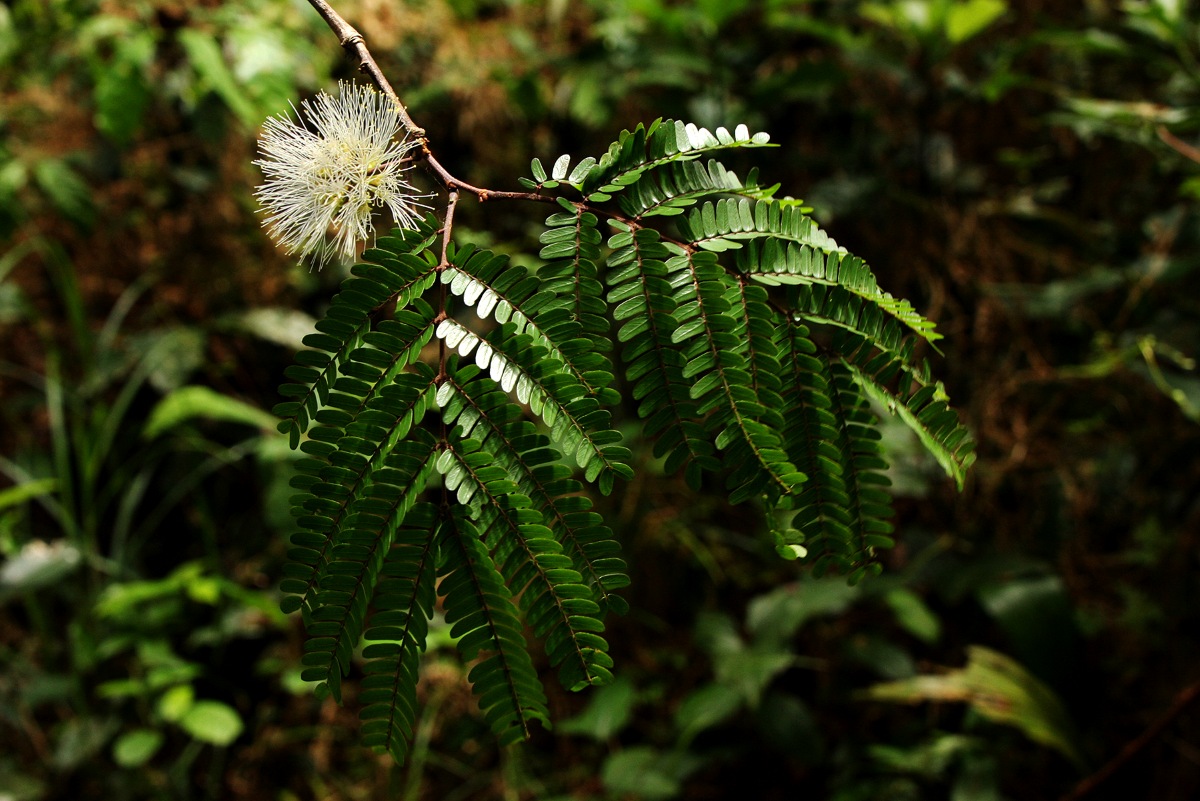 Cathormion altissimum var. altissimum