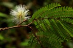 Cathormion altissimum var. altissimum