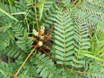 Entada arenaria subsp. microcarpa
