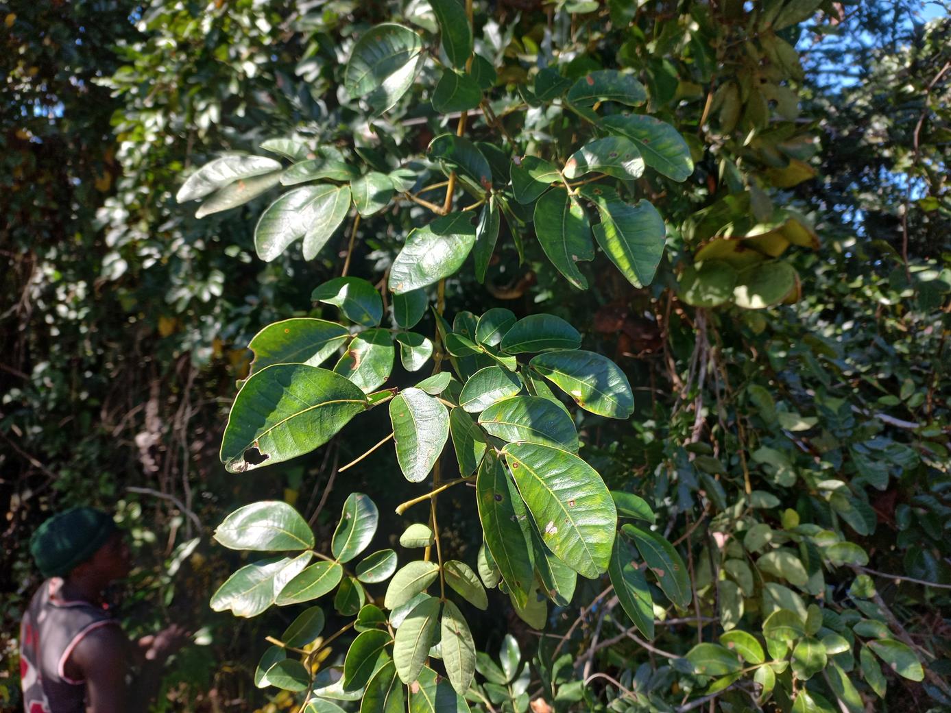 Entada gigas