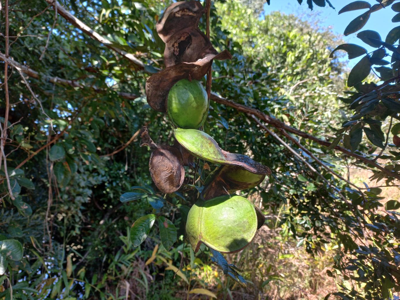 Entada gigas Entada gigas