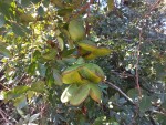 Entada gigas