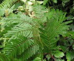 Samanea leptophylla