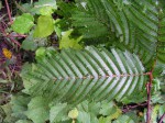Samanea leptophylla