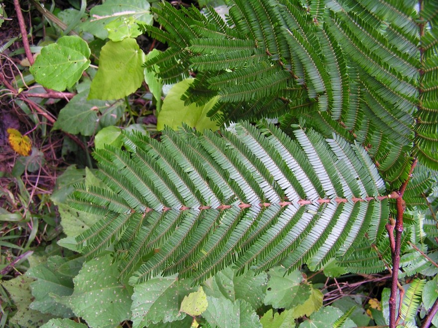 Samanea leptophylla