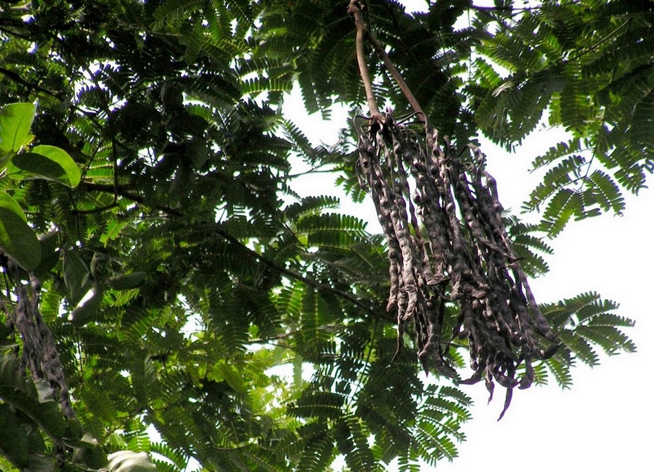 Samanea leptophylla