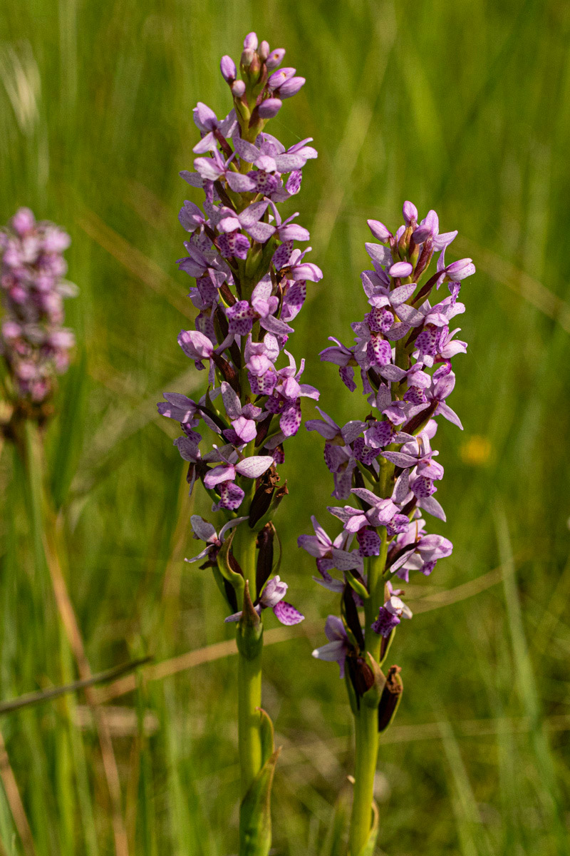 Brachycorythis angolensis