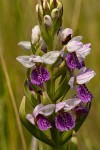 Brachycorythis angolensis