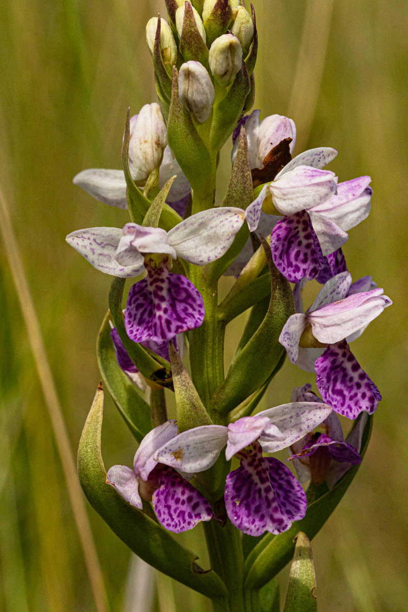 Brachycorythis angolensis
