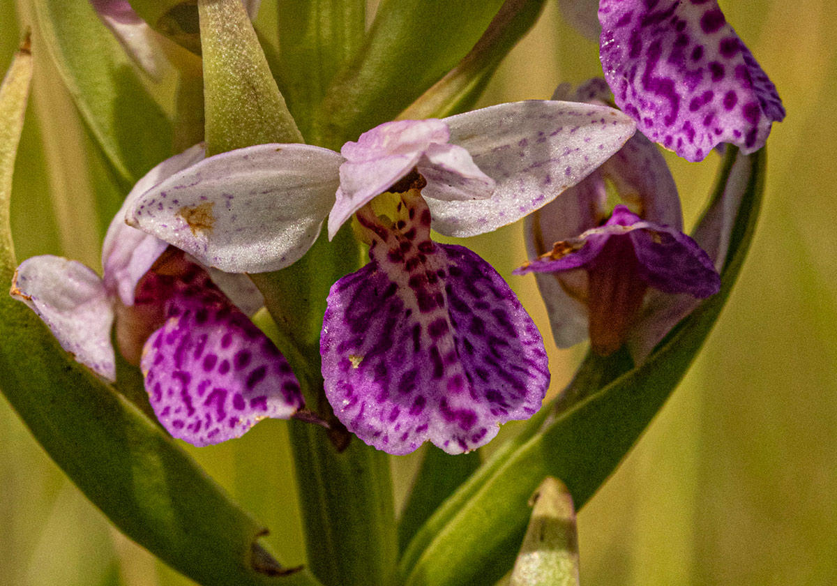Brachycorythis angolensis
