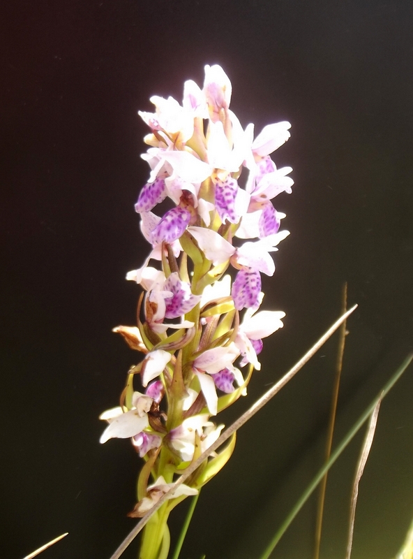 Brachycorythis angolensis