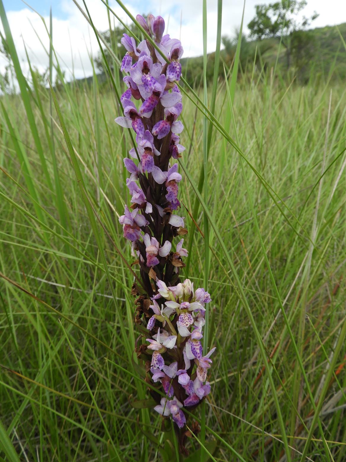 Brachycorythis angolensis