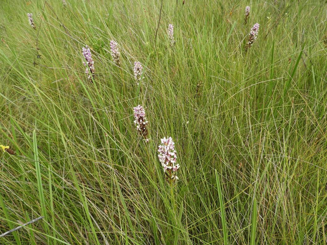 Brachycorythis angolensis