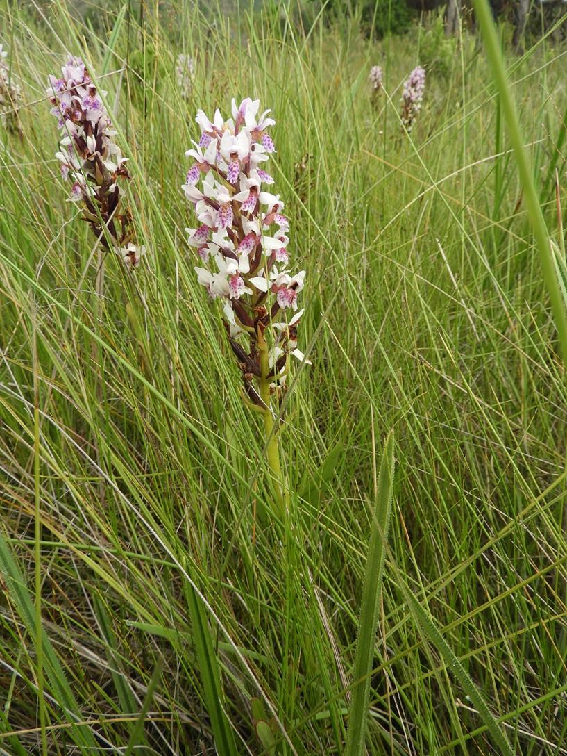 Brachycorythis angolensis