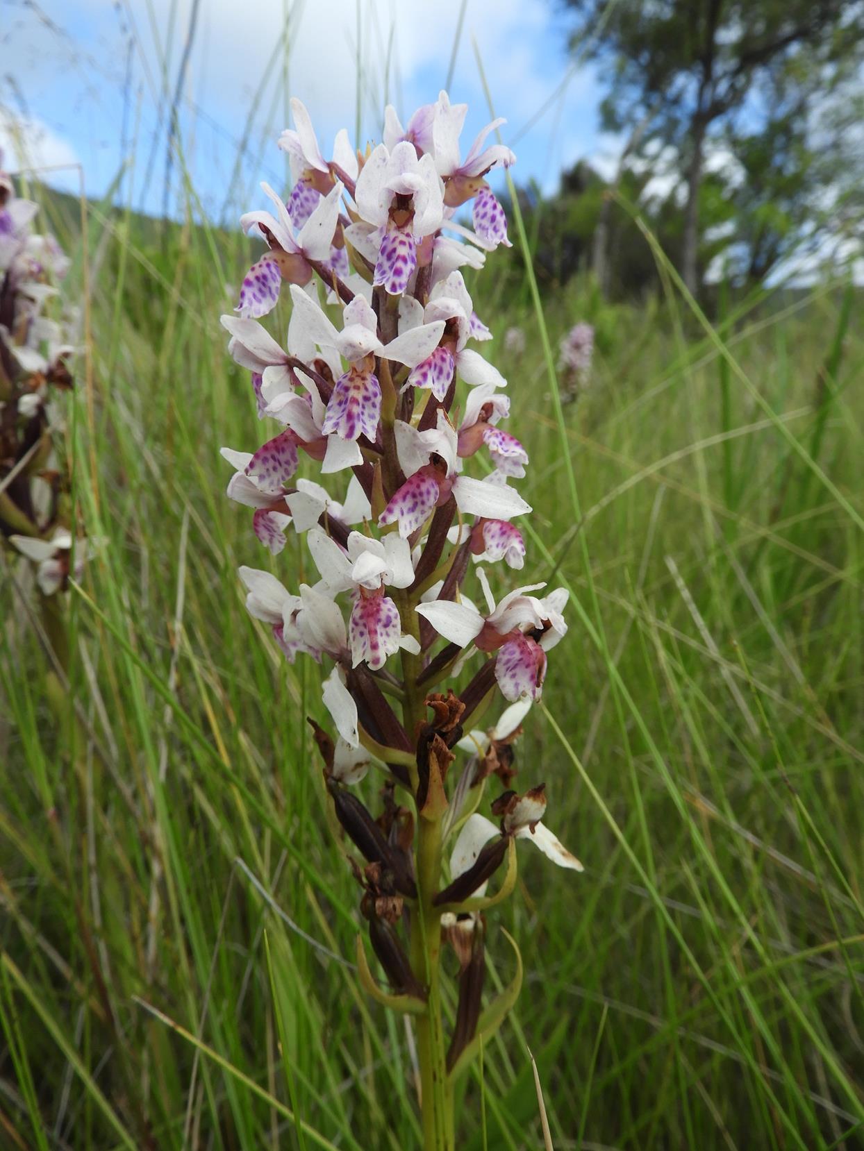 Brachycorythis angolensis