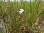 Brachycorythis friesii