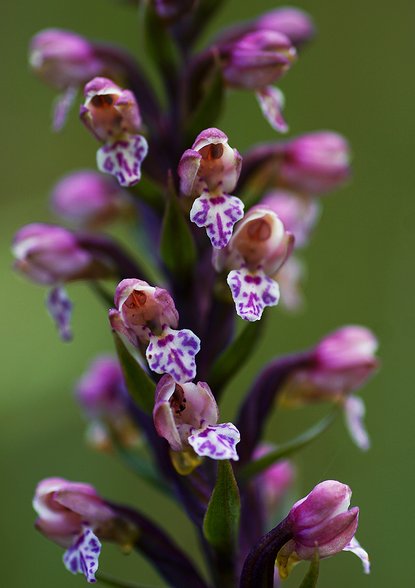 Brachycorythis rhodostachys Brachycorythis rhodostachys