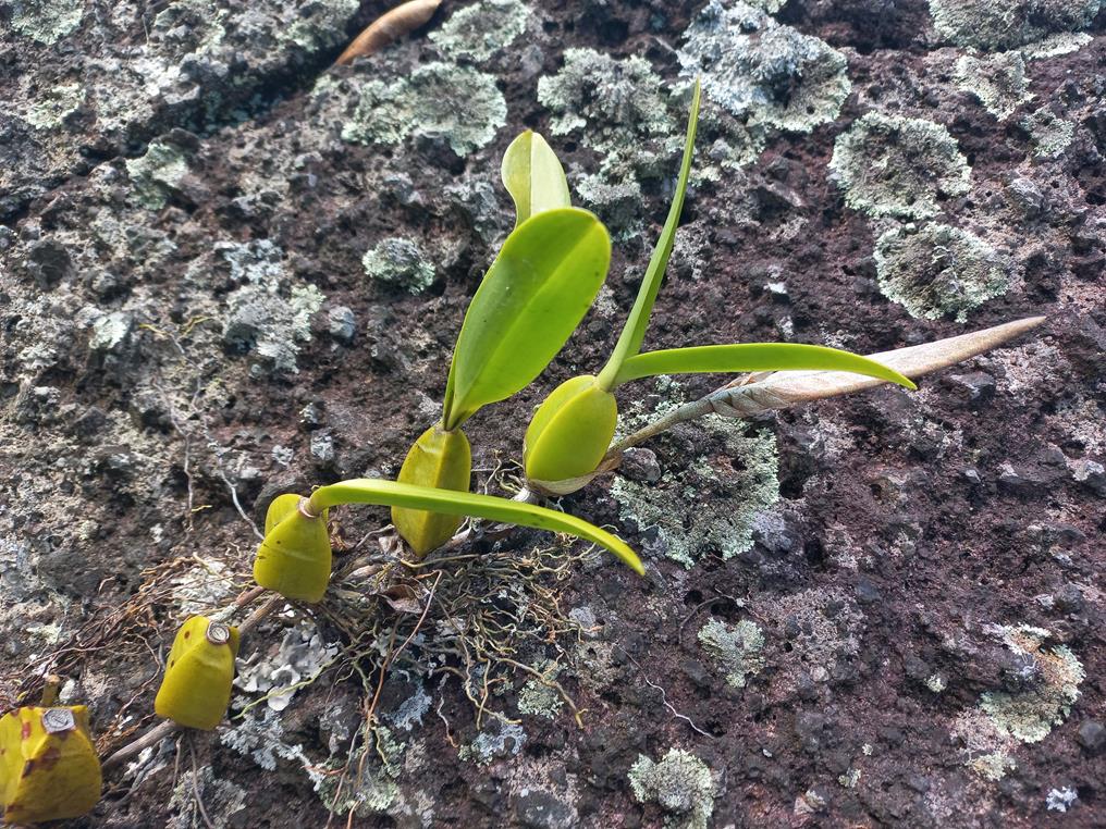 Bulbophyllum lupulinum Bulbophyllum lupulinum