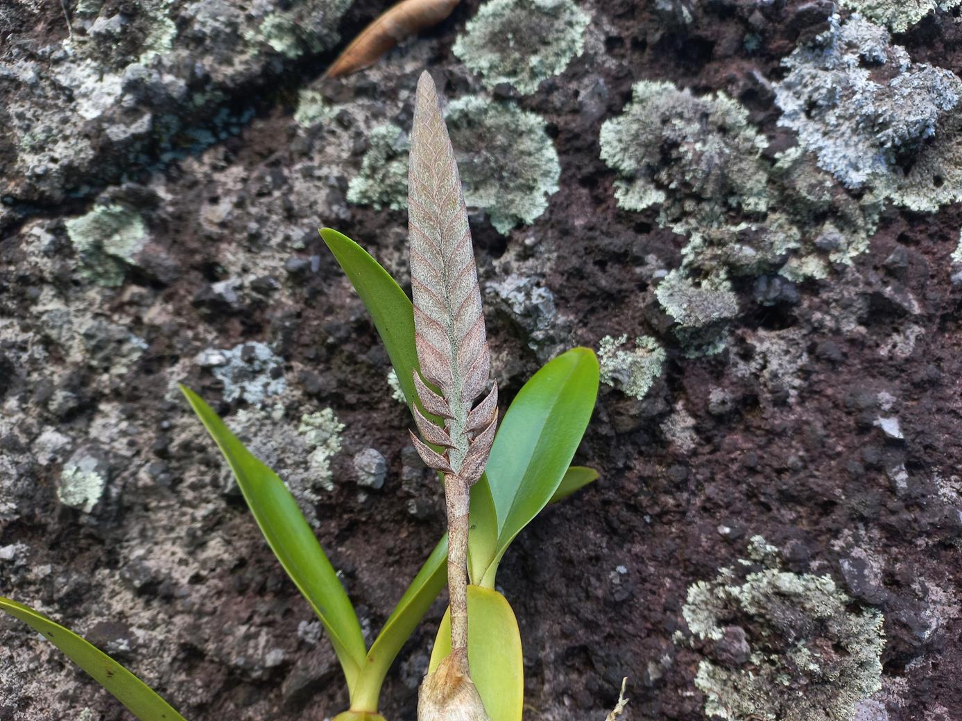 Bulbophyllum lupulinum