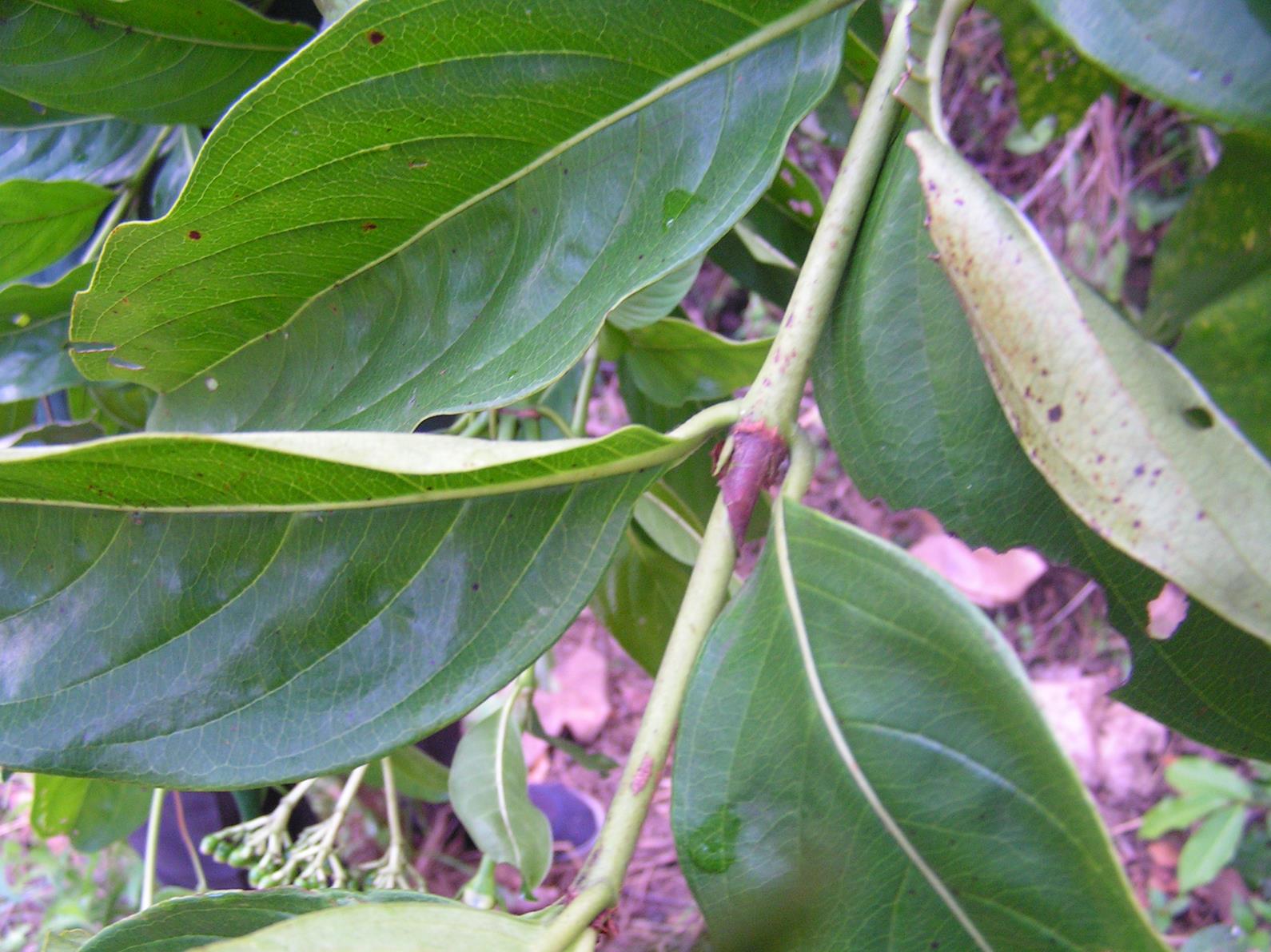 Gaertnera paniculata