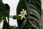 Morinda lucida