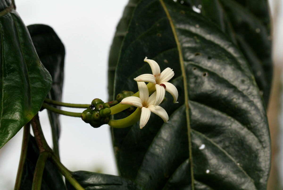 Morinda lucida