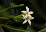 Morinda lucida