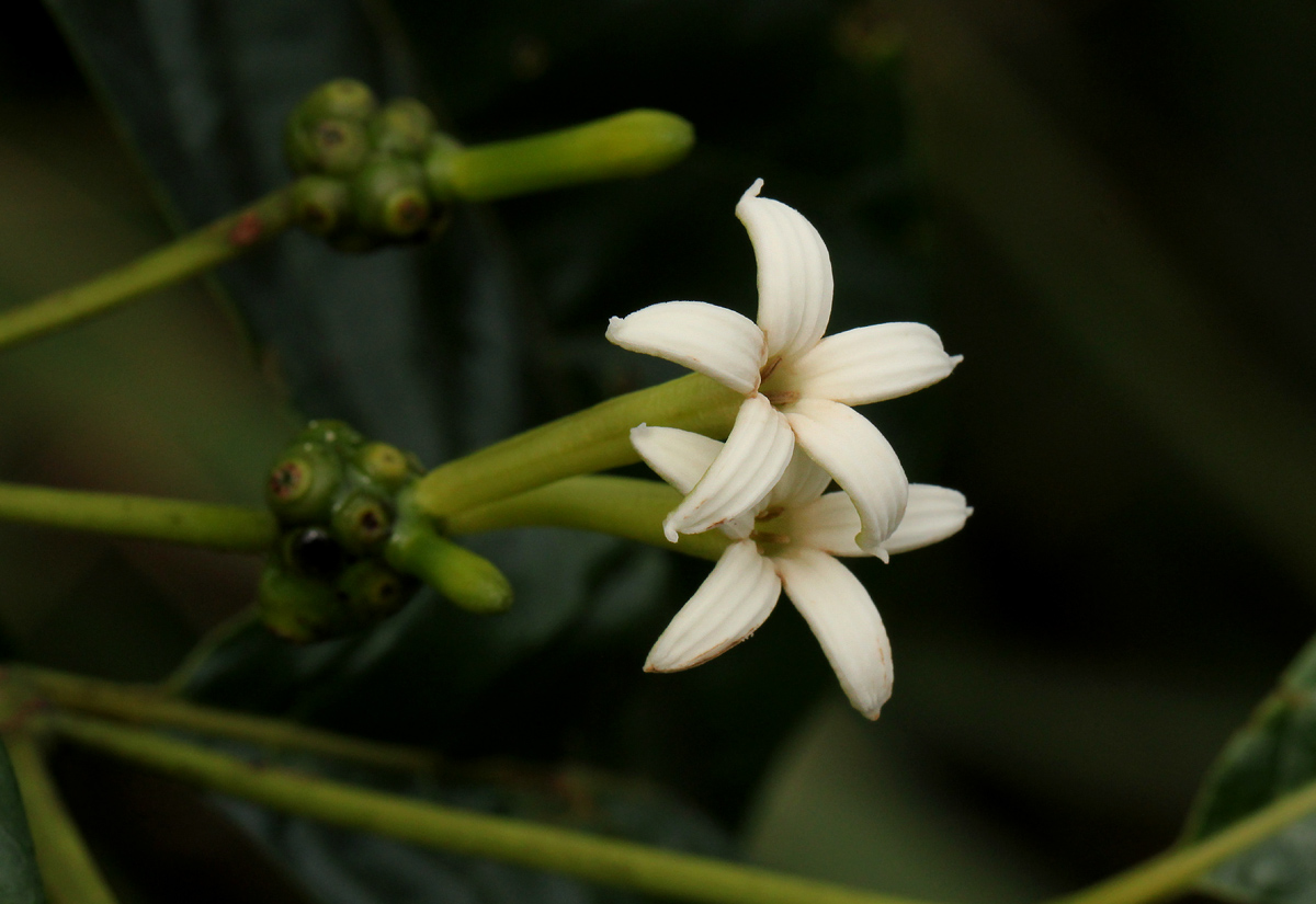 Morinda lucida