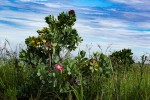 Protea angolensis var. trichanthera