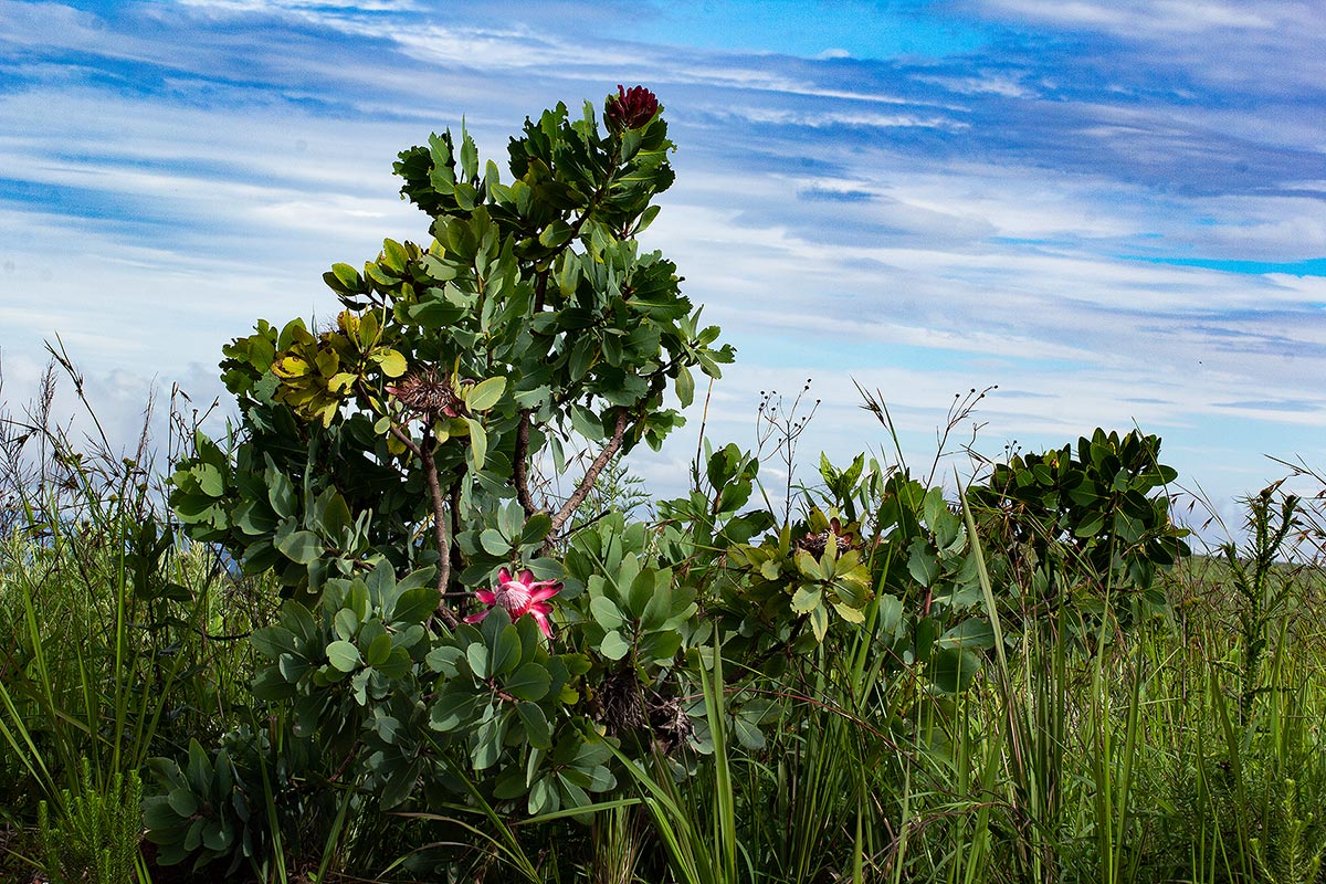 Protea angolensis var. trichanthera