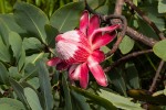 Protea angolensis var. trichanthera