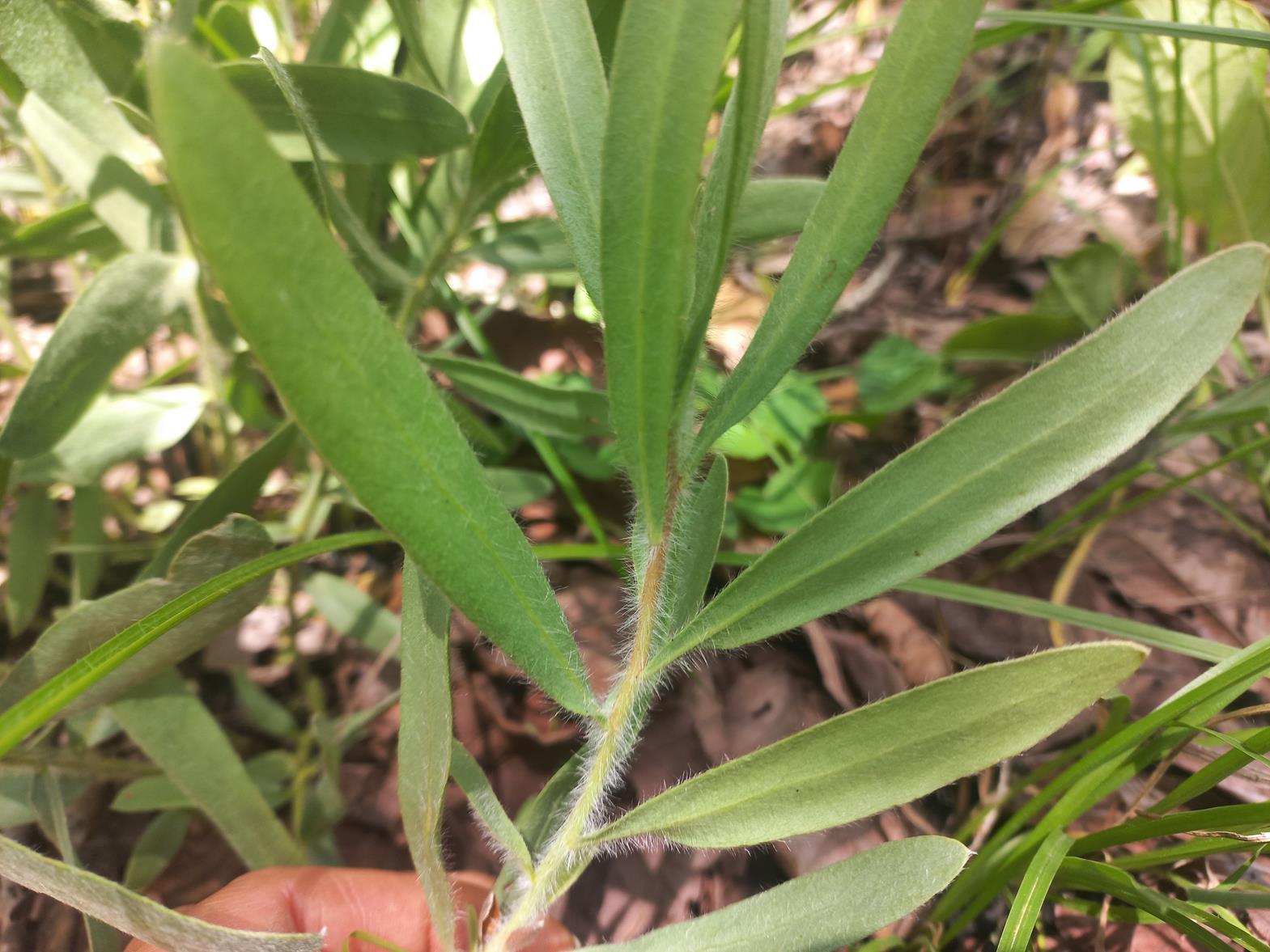 Protea micans subsp. micans Protea micans subsp. micans