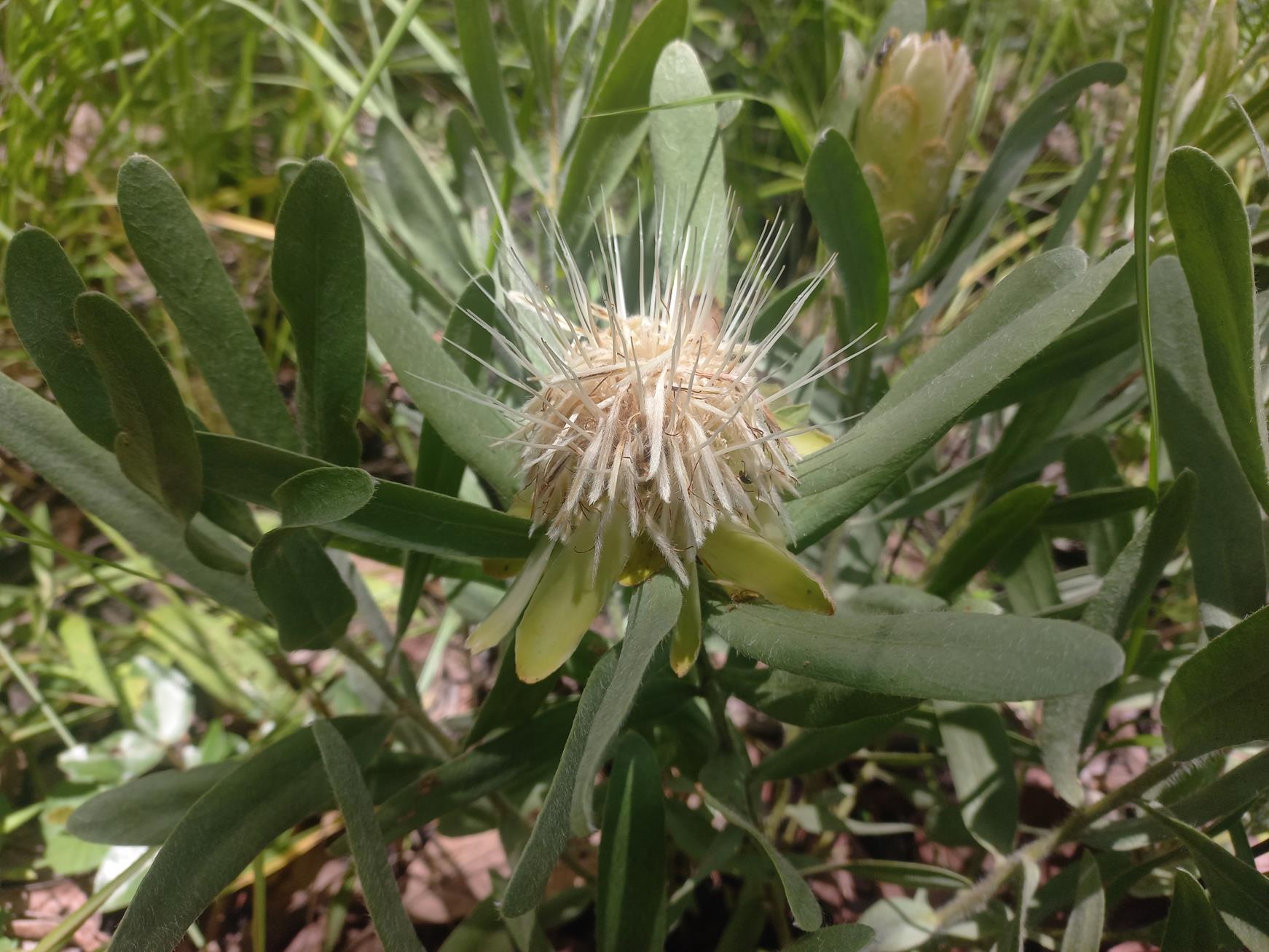 Protea micans subsp. micans Protea micans subsp. micans