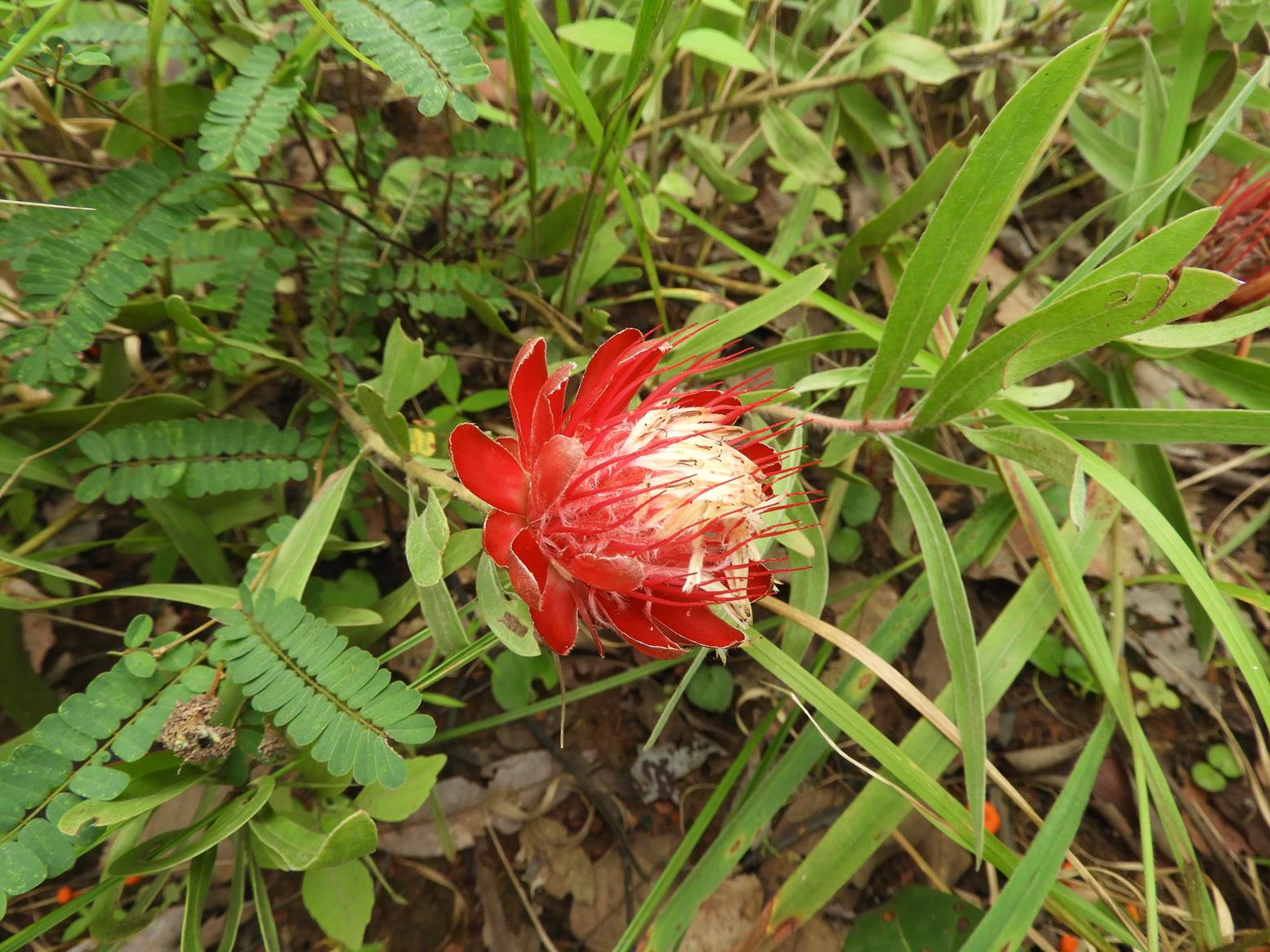 Protea micans subsp. trichophylla Protea micans subsp. trichophylla