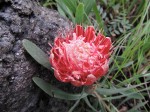 Protea micans subsp. trichophylla