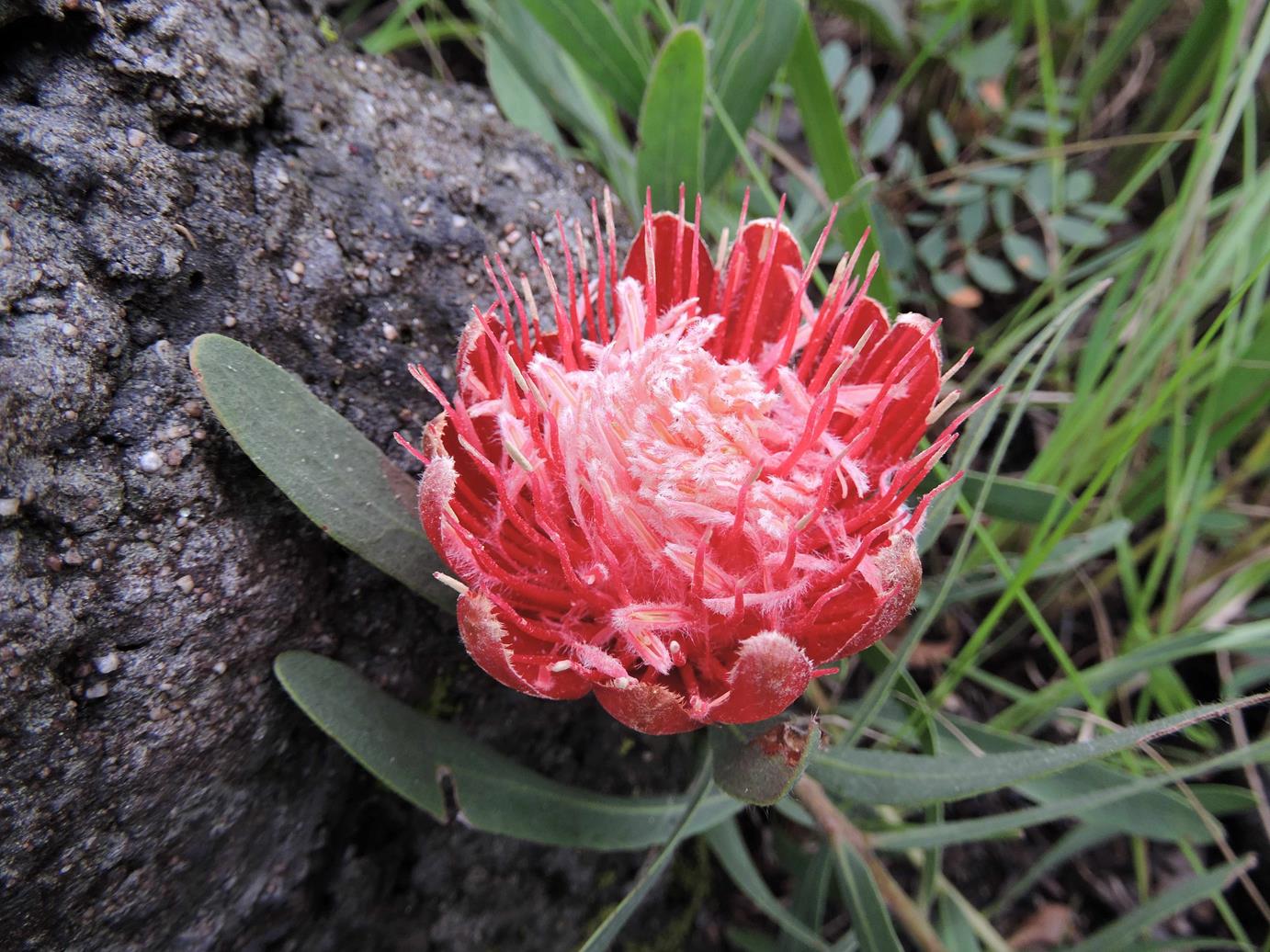 Protea micans subsp. trichophylla