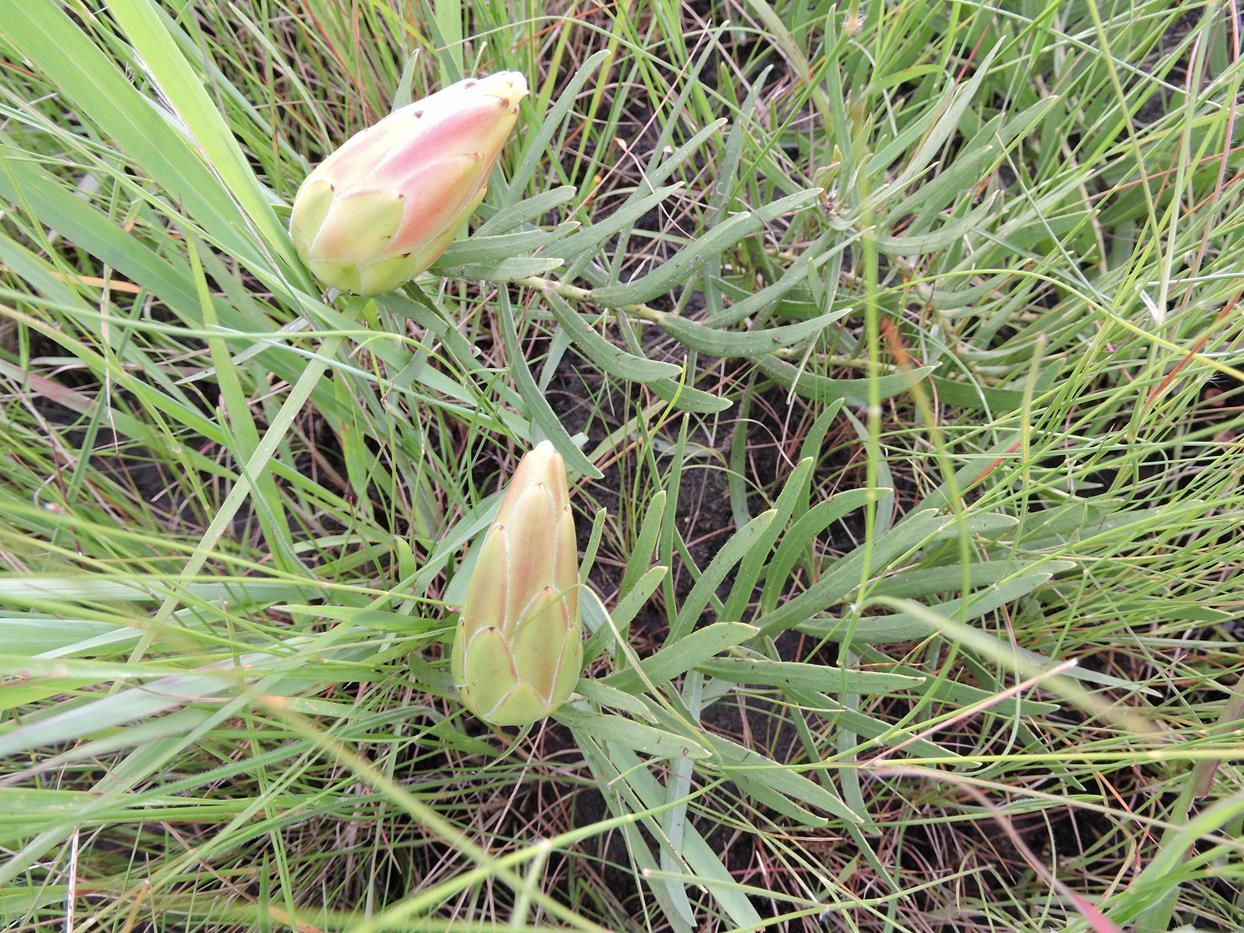 Protea paludosa subsp. secundifolia Protea paludosa subsp. secundifolia