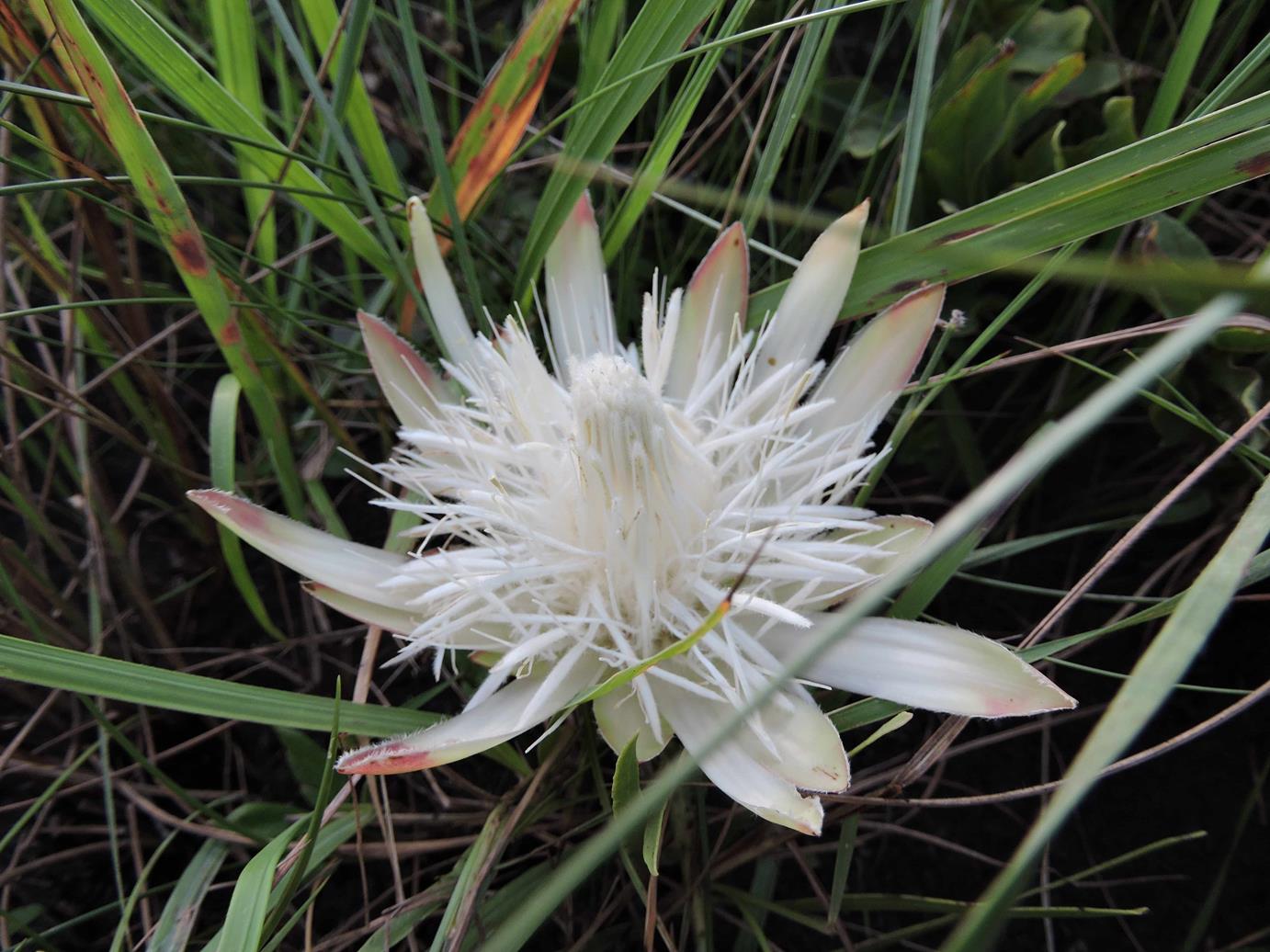 Protea paludosa subsp. secundifolia Protea paludosa subsp. secundifolia