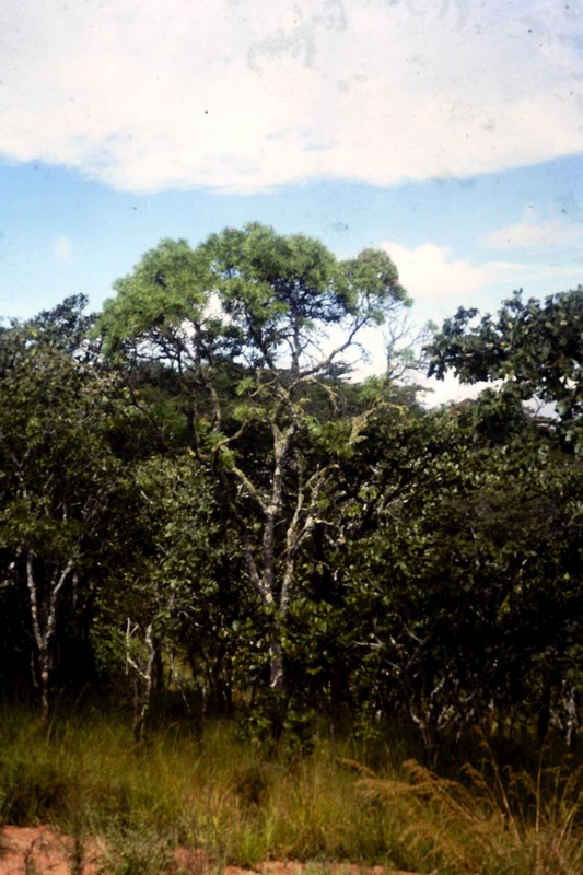Protea petiolaris subsp. petiolaris